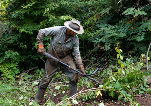 brush and plant clearing