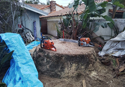 stump removal