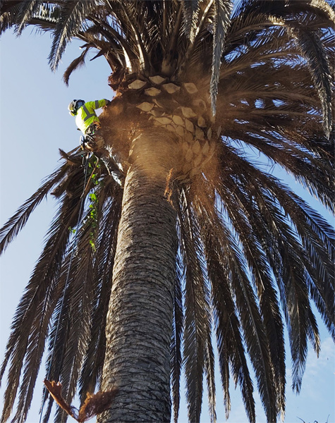 Valley Center tree trimming company